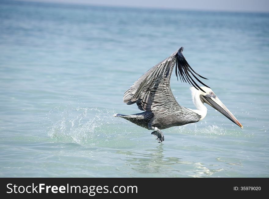 Bird taking off in the sea