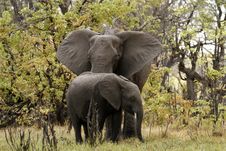 African Elephant Family Royalty Free Stock Photography African Elephant Family Royalty Free Stock Photography
