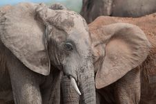 Two Elephants Look Like One Royalty Free Stock Photography Two Elephants Look Like One Royalty Free Stock Photography