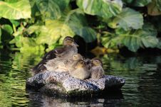 Baby Ducks Royalty Free Stock Photography