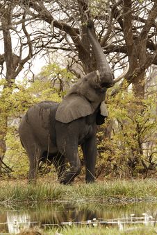 African Bush Elephant Reaching Great Heights Stock Images