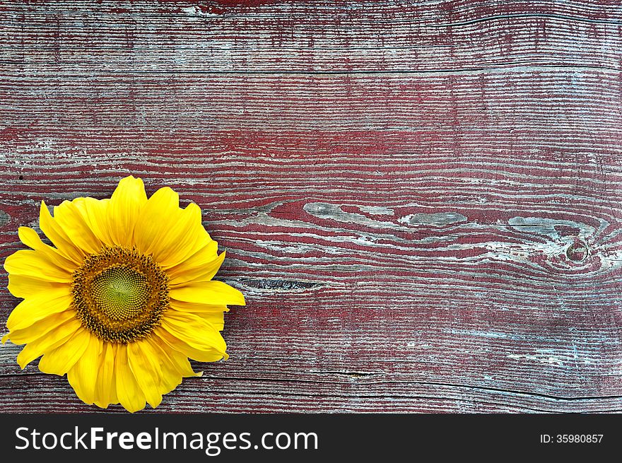 Yellow sunflower on the background of wood