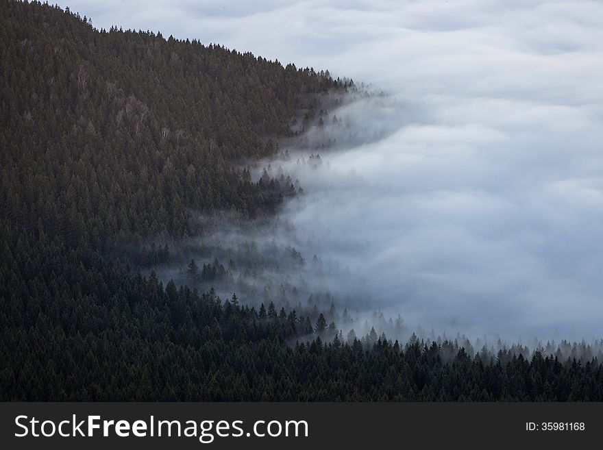 Inversion in the valley at forest.