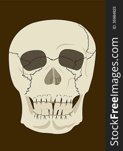 Vector illustration of human skull in beige and brown tones on dark brown background.