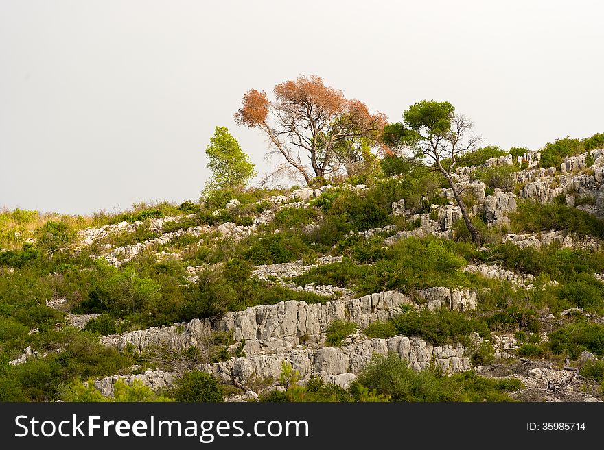 Trees on the hills in November 2013. Landscape view at the rural area in Catalonia near Barcelona. Trees on the hills in November 2013. Landscape view at the rural area in Catalonia near Barcelona