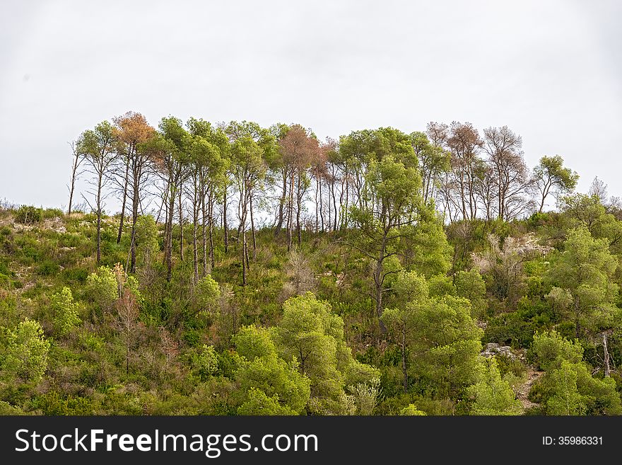 Trees on the hills in November 2013. Landscape view at the rural area in Catalonia near Barcelona. Trees on the hills in November 2013. Landscape view at the rural area in Catalonia near Barcelona