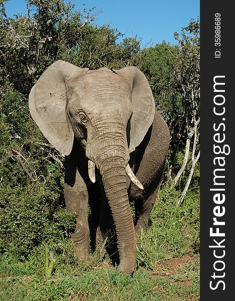 African elephant Loxodonta Africana standing in spekboom at Addo Elephant National Park in South Africa. African elephant Loxodonta Africana standing in spekboom at Addo Elephant National Park in South Africa.