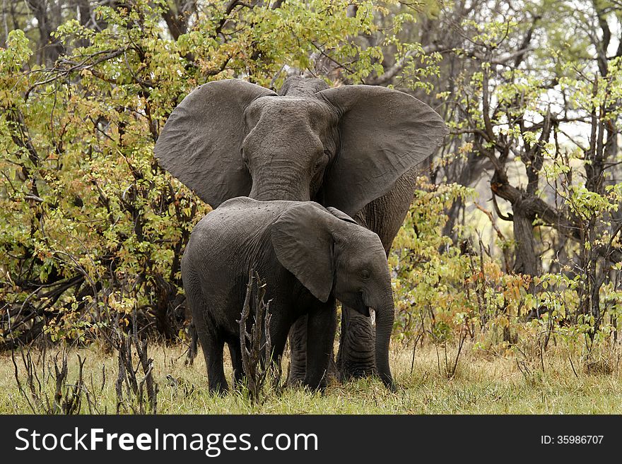The African Bush elephant is the largest of the two sub-species of African elephant. The African Bush elephant is the largest of the two sub-species of African elephant