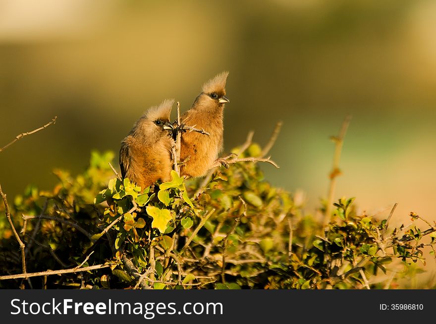 Two curious mousebirds ( Coliiformes ) bathed in warm afternoon light.