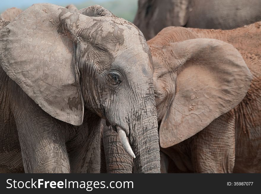 Two elephants merge as if one in a close up shot of a herd around a waterhole in South Africa. Two elephants merge as if one in a close up shot of a herd around a waterhole in South Africa.