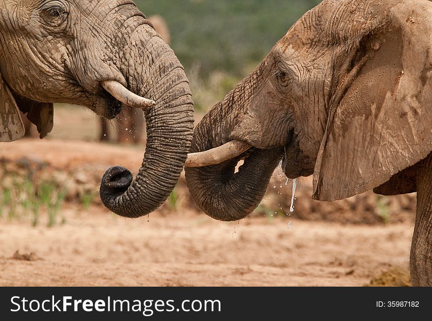 Close up of two elephants jostling for drinking space at a waterhole in Africa. Close up of two elephants jostling for drinking space at a waterhole in Africa.