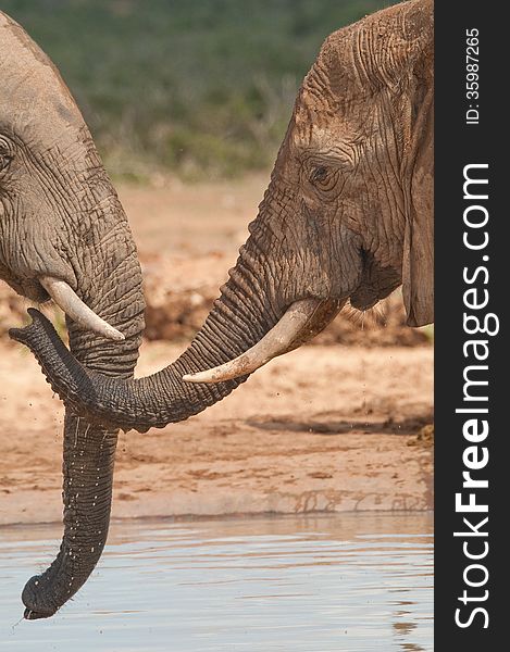 An elephant greets a herd member with an outstretched trunk at a waterhole in Africa. An elephant greets a herd member with an outstretched trunk at a waterhole in Africa.