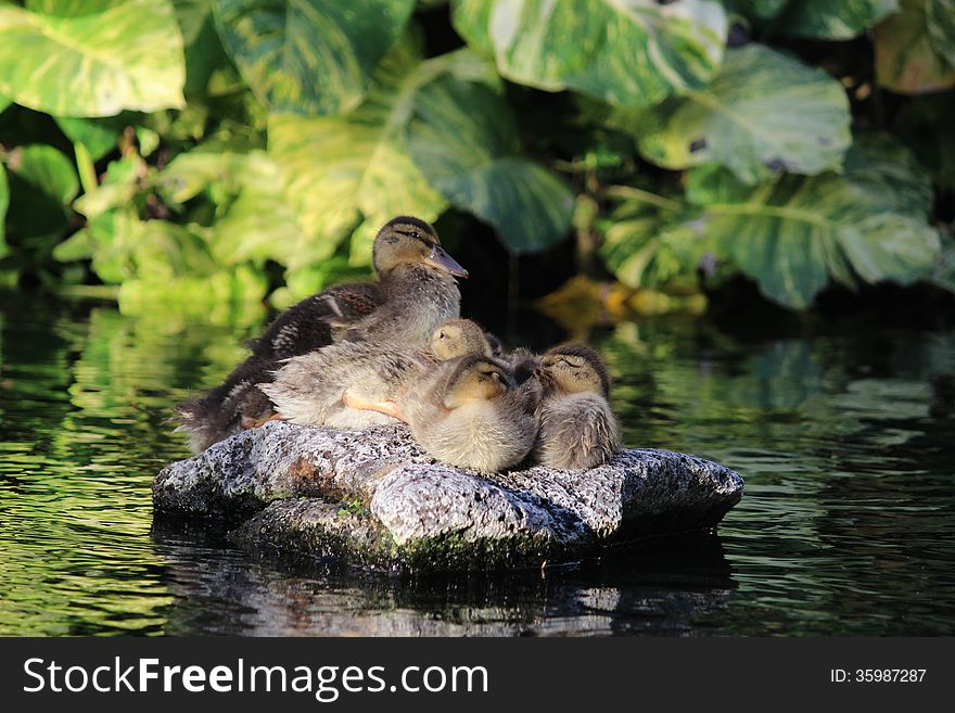 Baby ducks on the rock try to sleep together