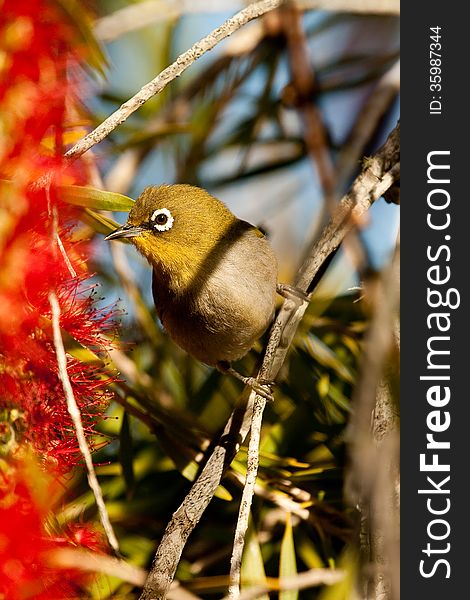 A small green Cape White-eye bird or Zosterops pallidus perches on a red bottlebrush plant in a South African garden.