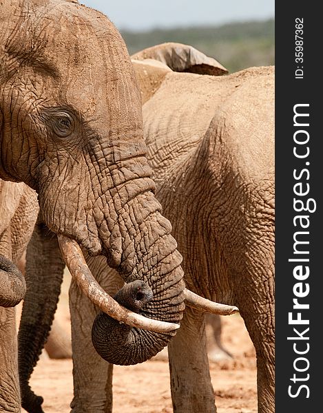 A large gentle elephant curls the tip of its trunk under its ivory tusks. A large gentle elephant curls the tip of its trunk under its ivory tusks.