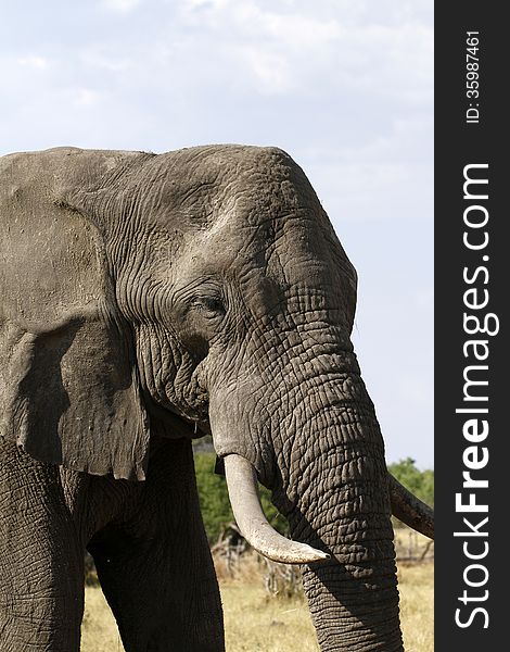 The African elephant is the largest land mammal, also has ivory tusks which they are poached for. The African elephant is the largest land mammal, also has ivory tusks which they are poached for.