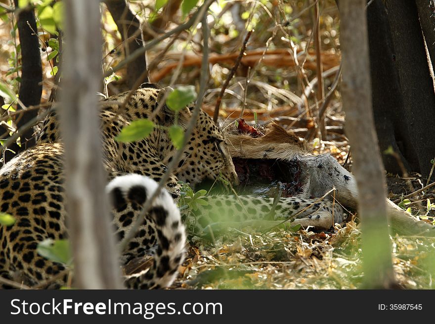 Leopard On An Impala Kill