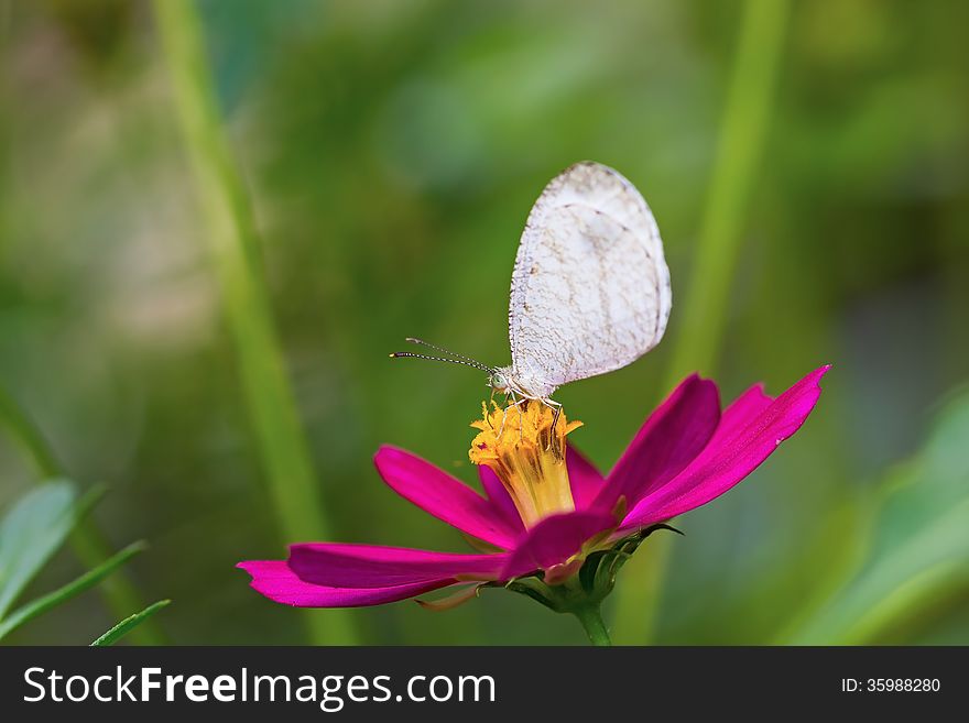 Close up of Psyche (Leptosia nina) butterfly feeding on cosmos flower. Close up of Psyche (Leptosia nina) butterfly feeding on cosmos flower