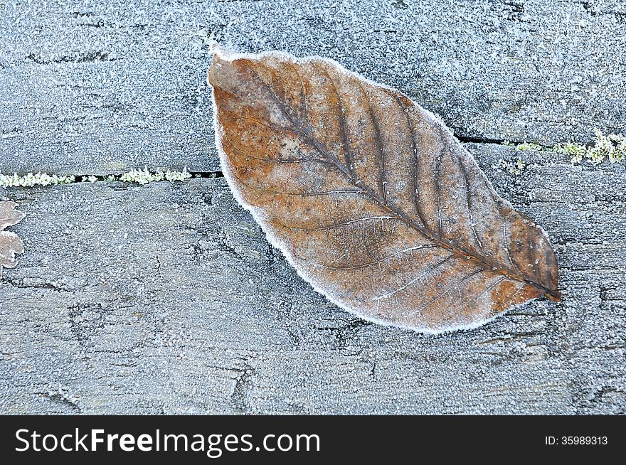 Dry leaf covered with frost on wooden background. Dry leaf covered with frost on wooden background