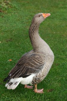Greylag Goose Royalty Free Stock Photo