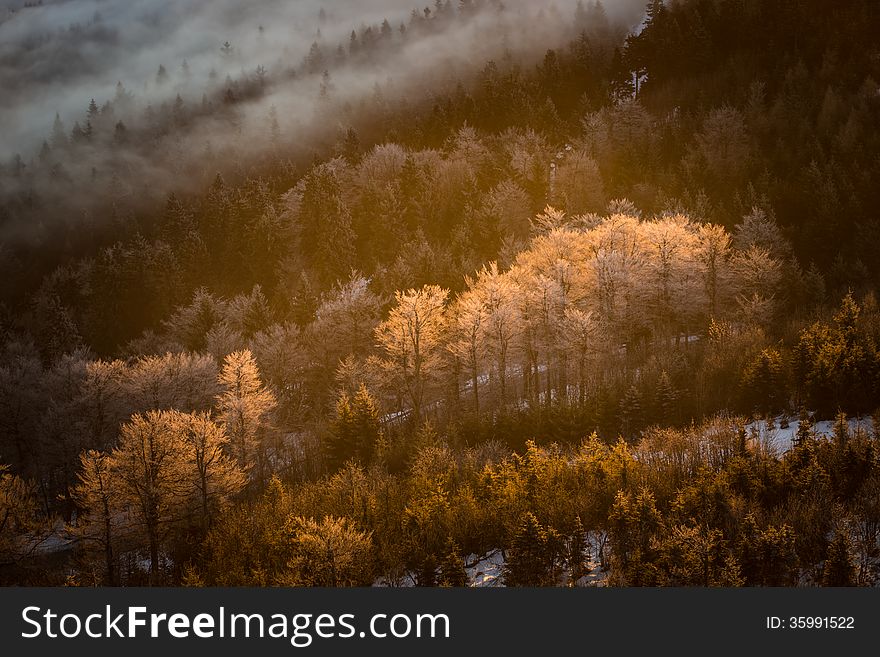 Icy trees in the valley