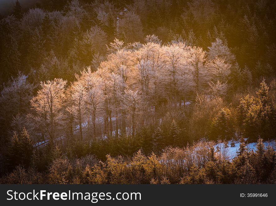 Icy trees in the valley