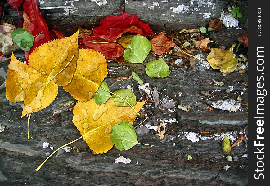 Autumn Leaves On Rocks