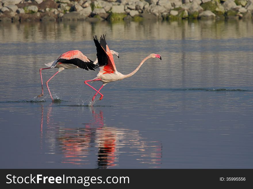 Greater Flamingo &x28;Phoenicopterus roseus&x29;.