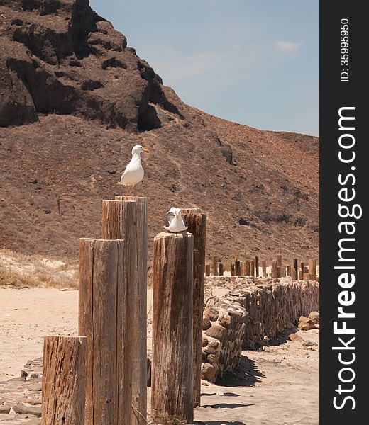 Two seagulls atop wooden pier posts, on a beach in La Paz, Mexico. Two seagulls atop wooden pier posts, on a beach in La Paz, Mexico