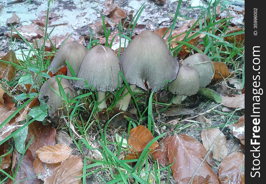 Small Wild Mushrooms In The Forest