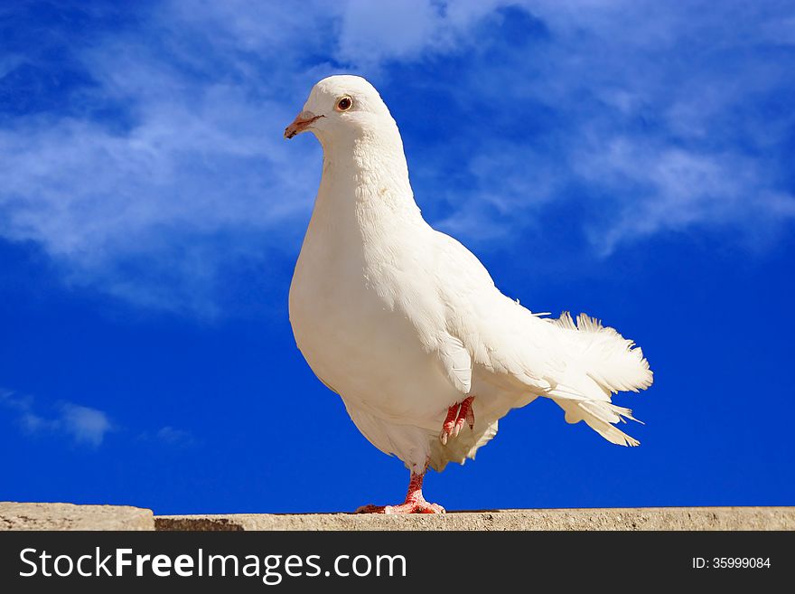 White Dove On A Background Of Blue Sky