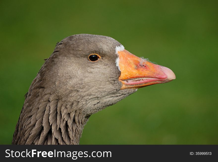 Close up of head of greylag goose with out of focus green background. Close up of head of greylag goose with out of focus green background