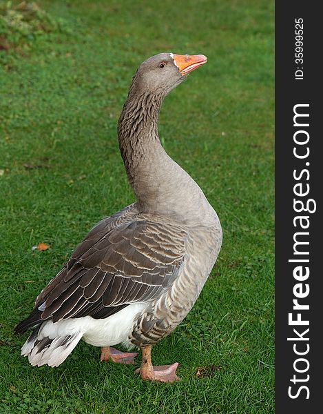 Greylag goose standing on grass