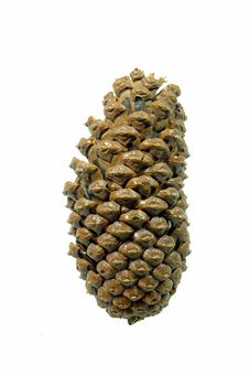 Pinecone Royalty Free Stock Images Pinecone Royalty Free Stock Images