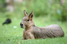 Pampas Hare Royalty Free Stock Images Pampas Hare Royalty Free Stock Images