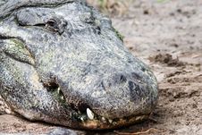Florida Alligator Stock Photo