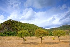 Three Trees In A Field In Andalucia In Spain Stock Photography Three Trees In A Field In Andalucia In Spain Stock Photography
