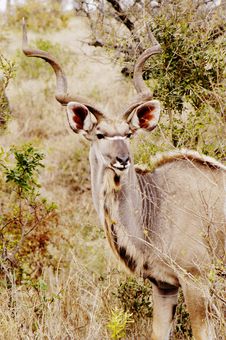 Kudu, South Africa Stock Photography Kudu, South Africa Stock Photography