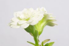 White Double-flowering Kalanchoe Stock Photos White Double-flowering Kalanchoe Stock Photos