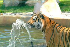 Playing Tiger Royalty Free Stock Photography