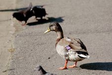 Female Mallard Duck Stock Images