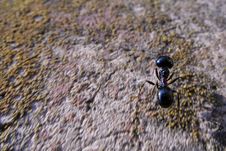 Ant Royalty Free Stock Images