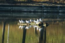 Seagulls Royalty Free Stock Photography