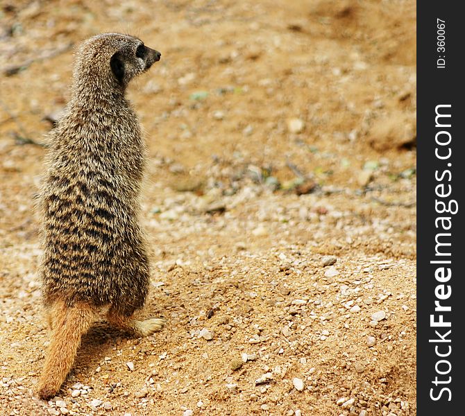 An alert meerkat standing on his back legs.
