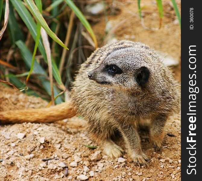 An alert meerkat.