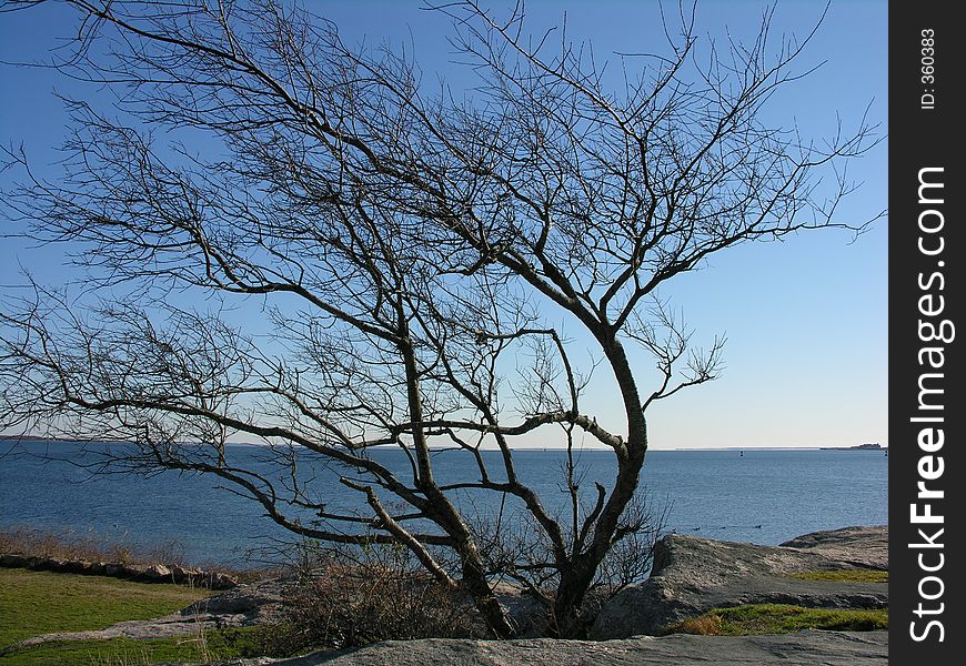 A leafless tree along the ocean