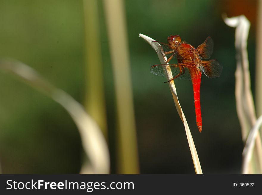 A Flame Skimmer Dragonfly rests on a stalk of grass.