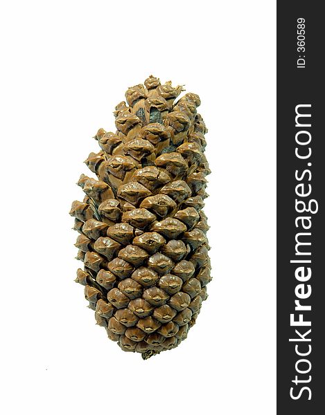 A solitary pinecone isolated against a white background