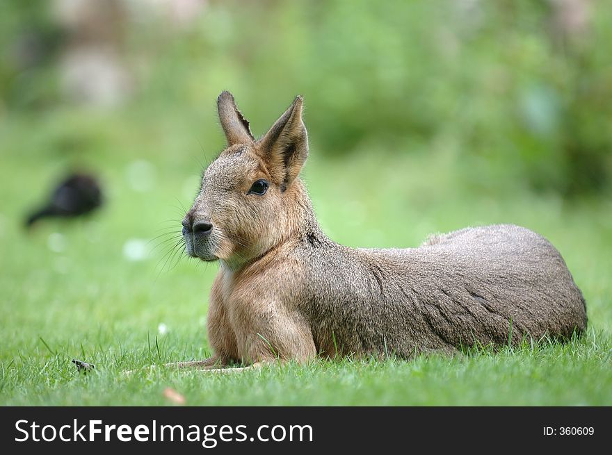 Pampas-Hare lying in the grass. Pampas-Hare lying in the grass