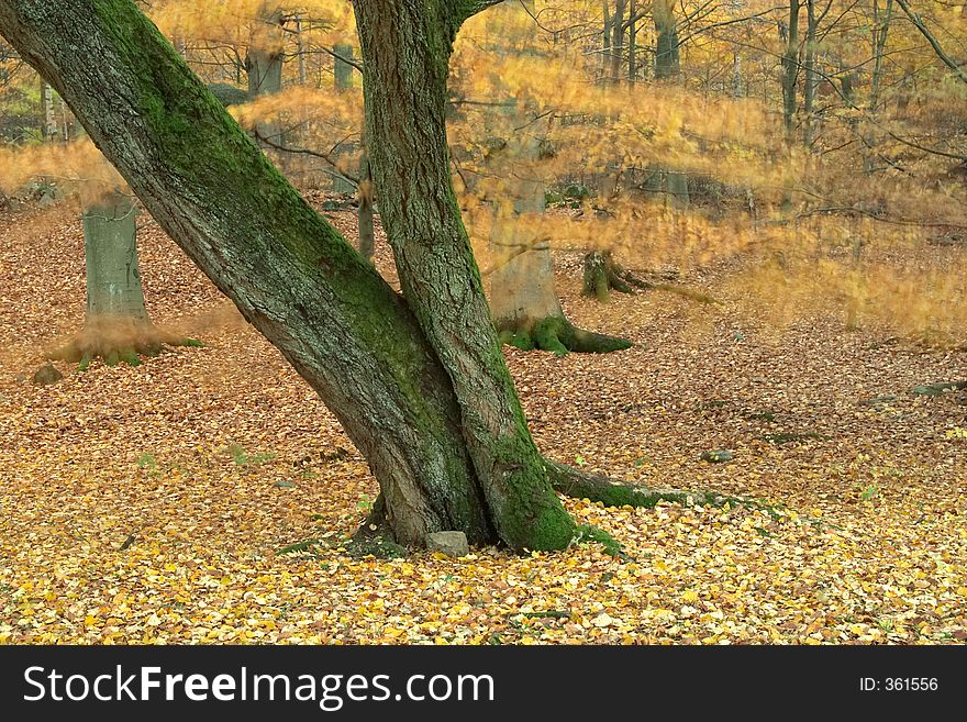 Autumn wood with tree trunk, wind, red and yellow leaves, Sweden